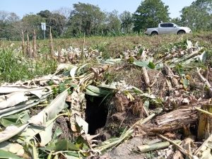 El 25 de marzo del 2024 se destruyó un túnel construido en B-Line de Matina, Limón.